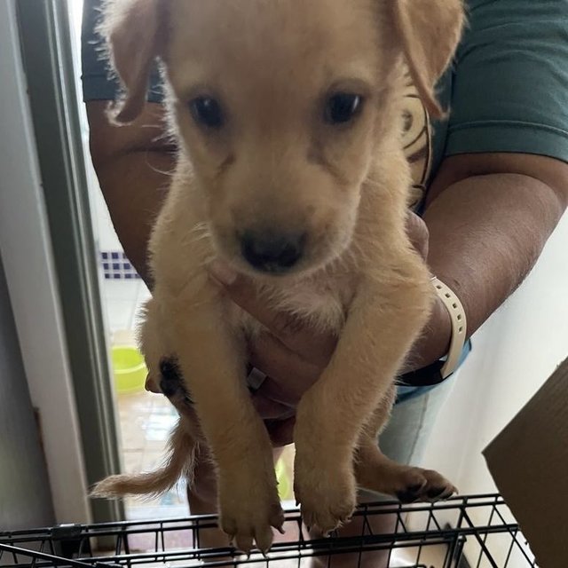 Puppies For Adoption (Free) - Mixed Breed Dog