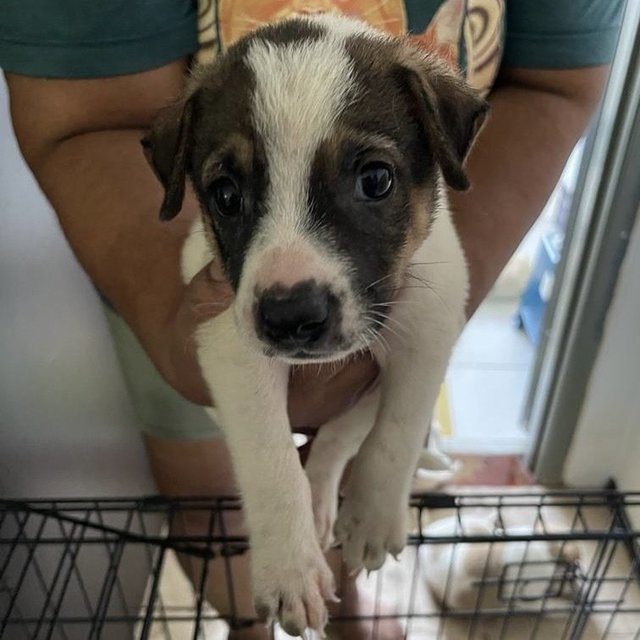 Puppies For Adoption (Free) - Mixed Breed Dog