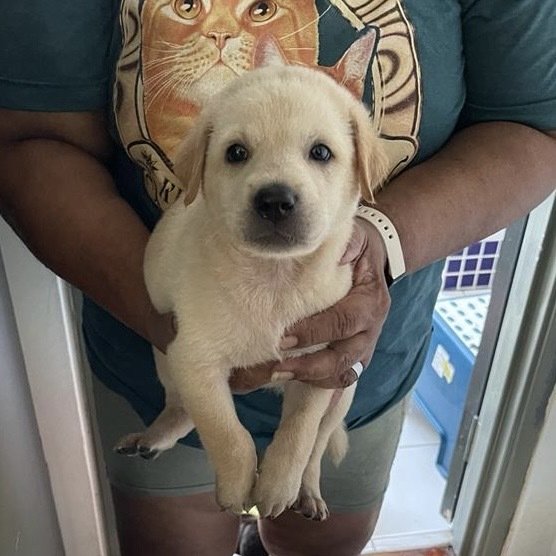 Puppies For Adoption (Free) - Mixed Breed Dog