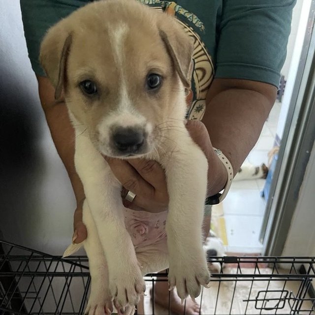 Puppies For Adoption (Free) - Mixed Breed Dog