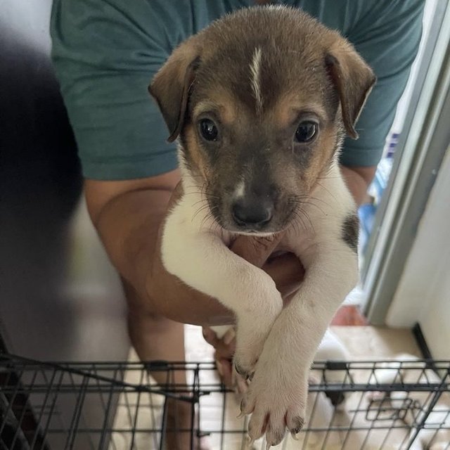 Puppies For Adoption (Free) - Mixed Breed Dog