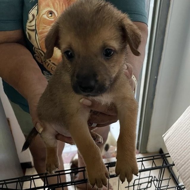 Puppies For Adoption (Free) - Mixed Breed Dog