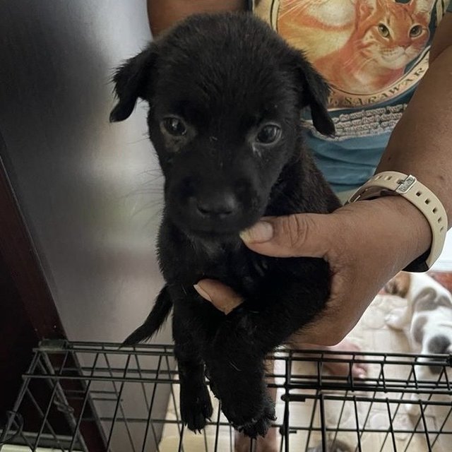 Puppies For Adoption (Free) - Mixed Breed Dog