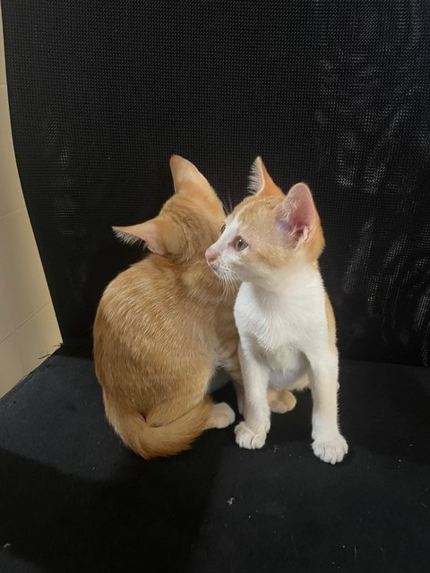 Toffee And Ginger - Domestic Short Hair Cat