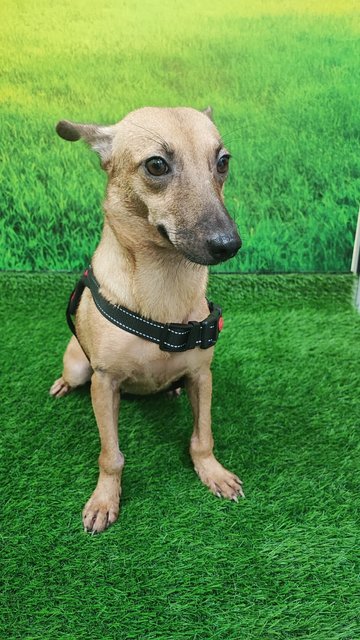 Candy - Swedish Vallhund Mix Dog