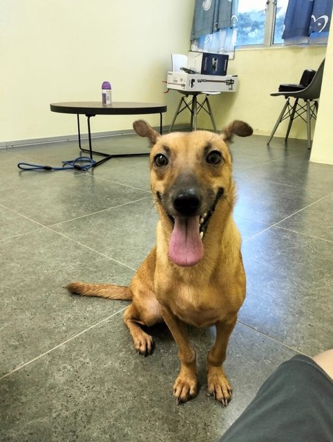 Candy - Swedish Vallhund Mix Dog