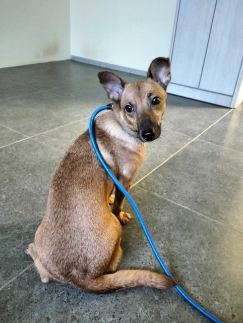 Candy - Swedish Vallhund Mix Dog