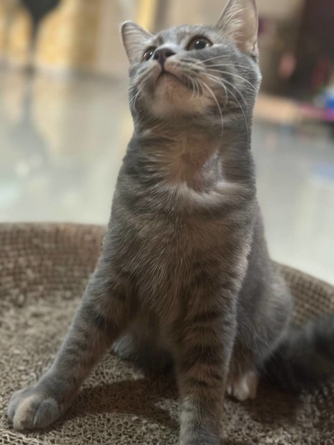 Peppermint - Domestic Medium Hair Cat