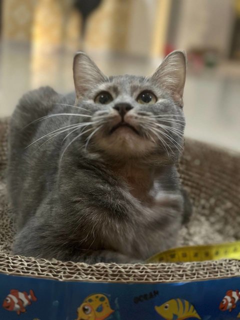Peppermint - Domestic Medium Hair Cat
