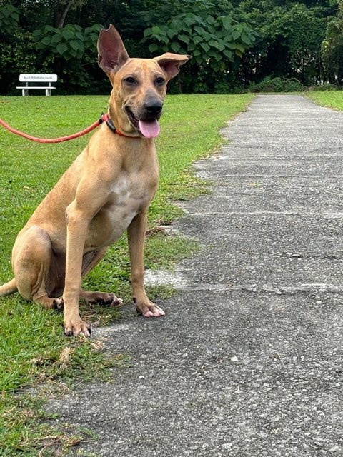 Dobby - Shar Pei Mix Dog