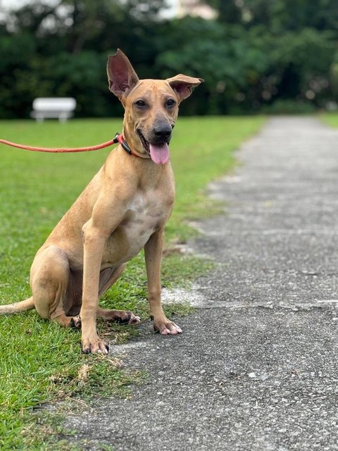 Dobby - Shar Pei Mix Dog