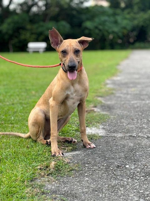 Dobby - Shar Pei Mix Dog