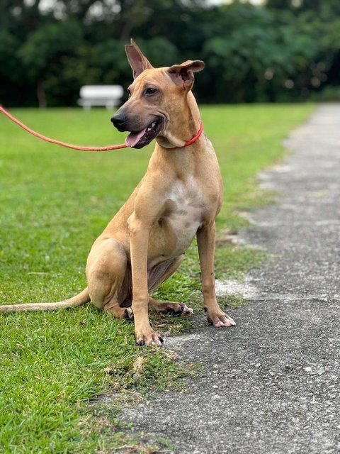 Dobby - Shar Pei Mix Dog