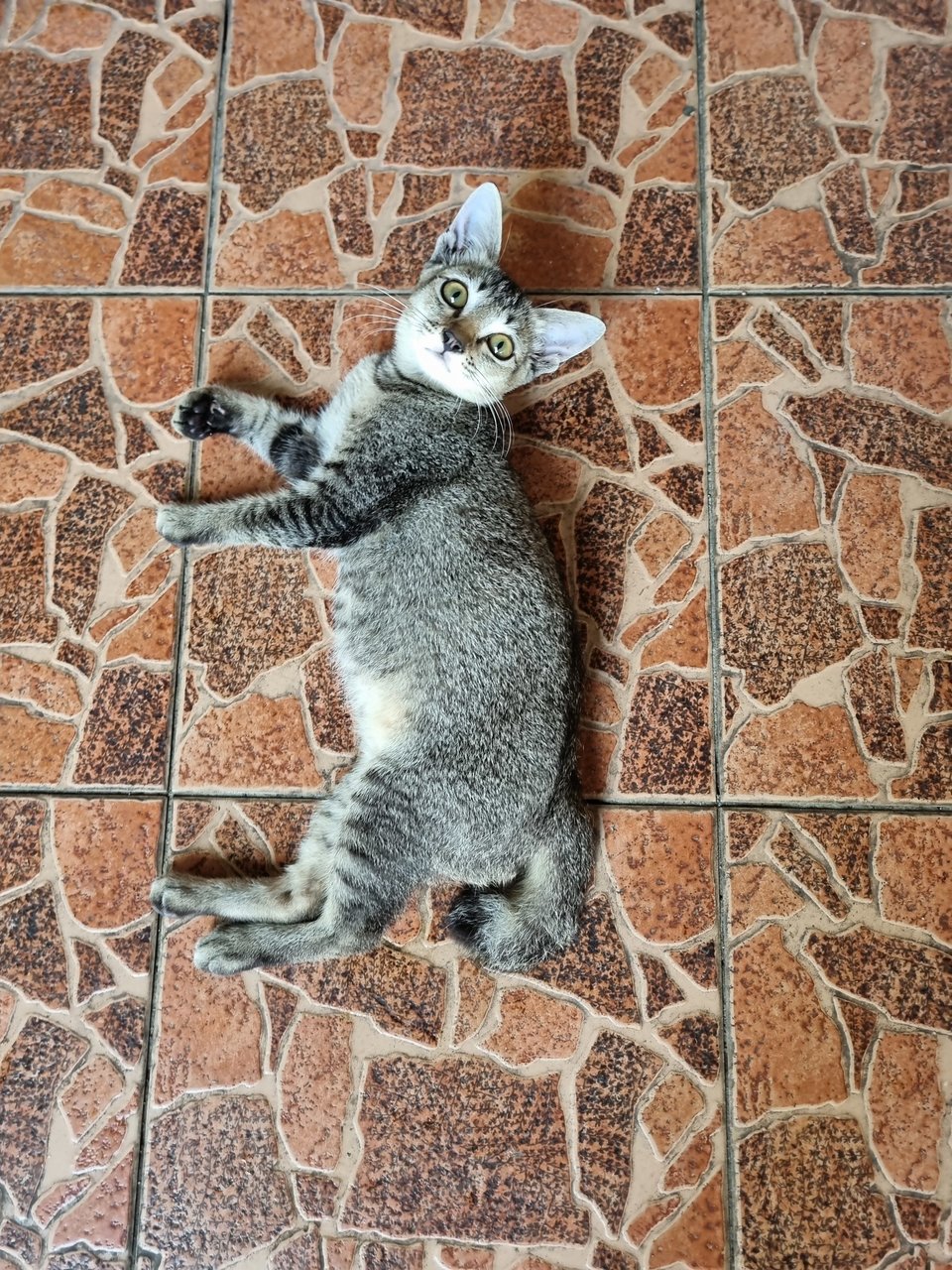 Biubiu - Tabby Cat