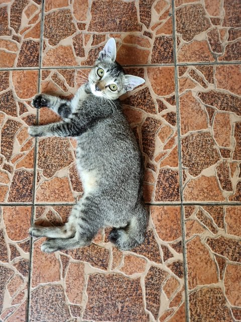 Biubiu - Tabby Cat