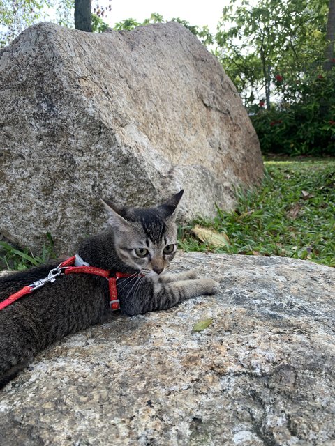 Raafa  - Domestic Medium Hair Cat