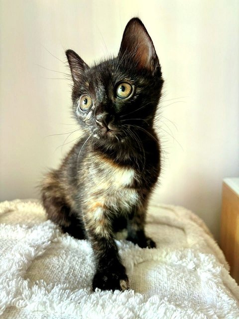 Rue The Tortie!  - Domestic Short Hair + Tortoiseshell Cat