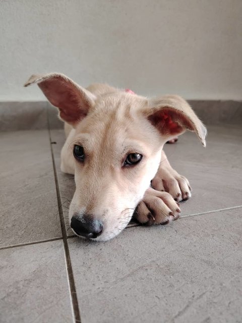 Popcorn - Mixed Breed Dog