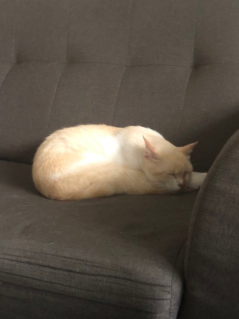 Adodo  - Domestic Medium Hair Cat