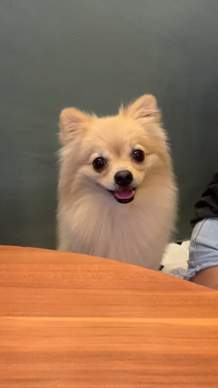 Lola - Pomeranian Dog