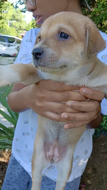 Browny - Mixed Breed Dog