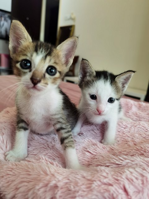 Valentines Duo  - Domestic Short Hair Cat