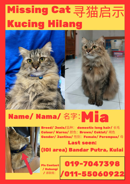 Mia - Domestic Long Hair Cat