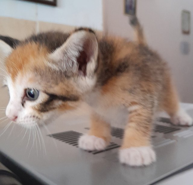 Bubbly - Domestic Medium Hair Cat