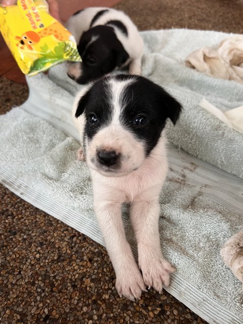 Cow Cow - Mixed Breed Dog