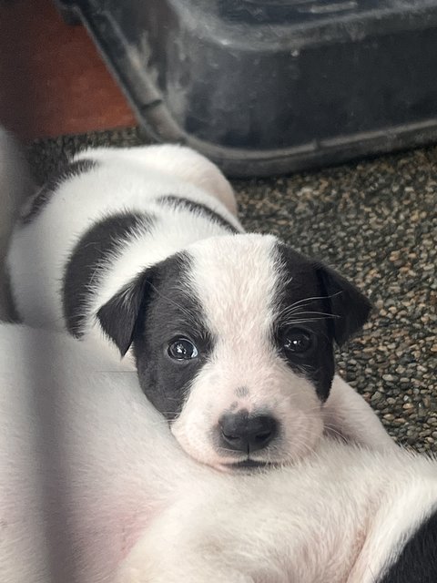 Cow Cow - Mixed Breed Dog