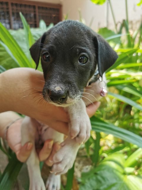 Cow Cow - Mixed Breed Dog