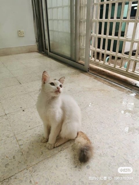 White/ginger/ Tri Colour - Domestic Short Hair + Domestic Medium Hair Cat