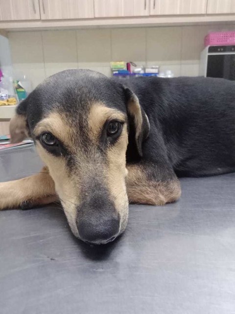 Maddox - Black and Tan Coonhound Mix Dog