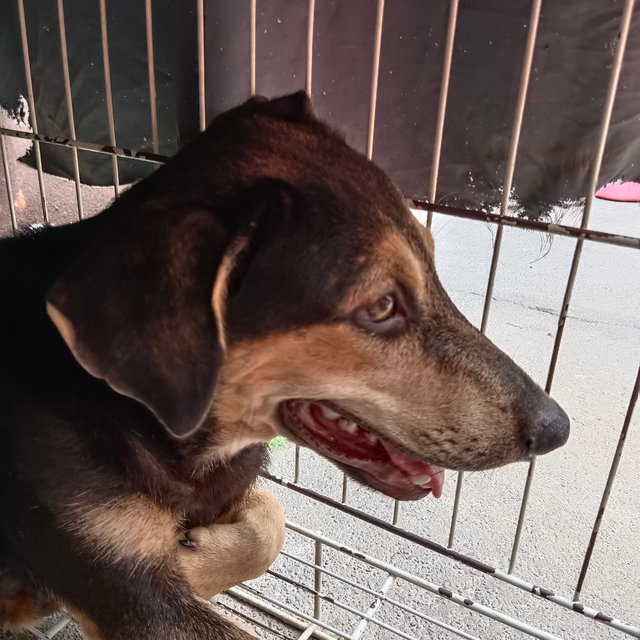 Maddox  - Black and Tan Coonhound Mix Dog