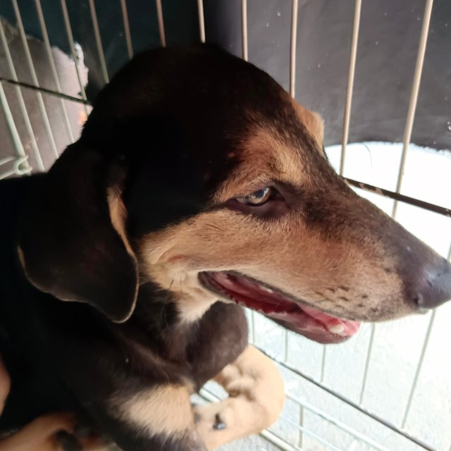 Maddox  - Black and Tan Coonhound Mix Dog