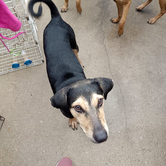 Maddox  - Black and Tan Coonhound Mix Dog