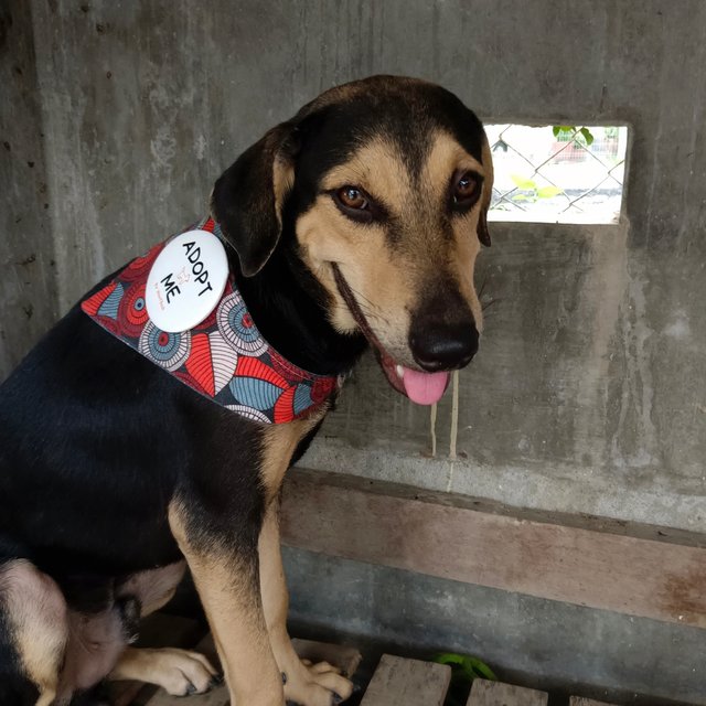 Maddox  - Black and Tan Coonhound Mix Dog