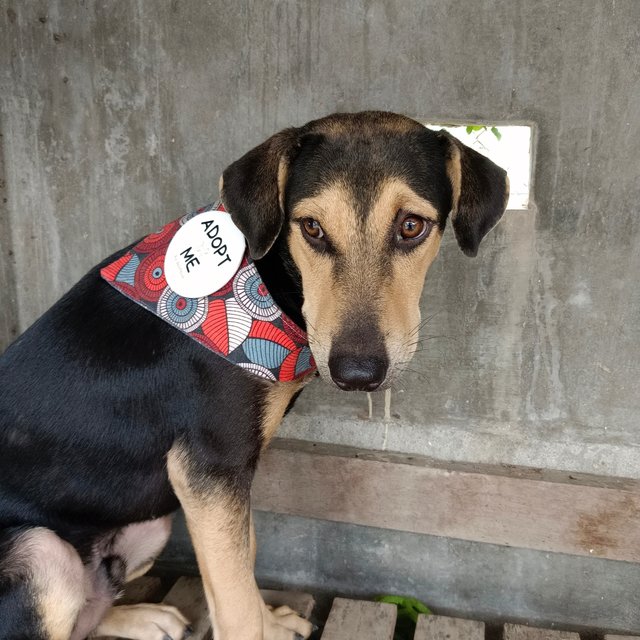 Maddox  - Black and Tan Coonhound Mix Dog