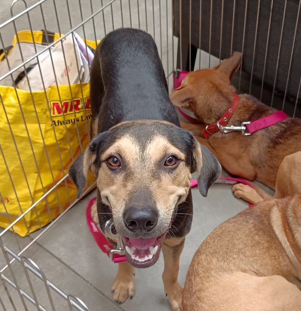 Maddox - Black and Tan Coonhound Mix Dog