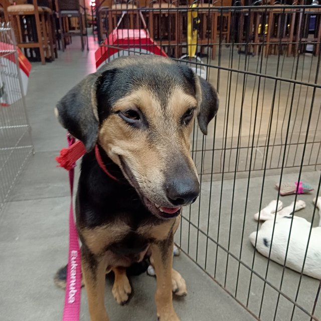 Maddox  - Black and Tan Coonhound Mix Dog