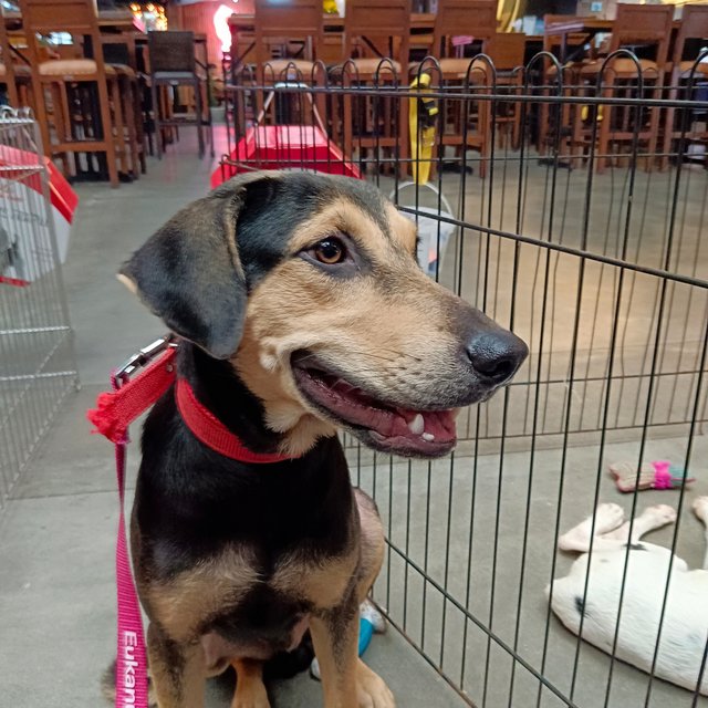 Maddox - Black and Tan Coonhound Mix Dog