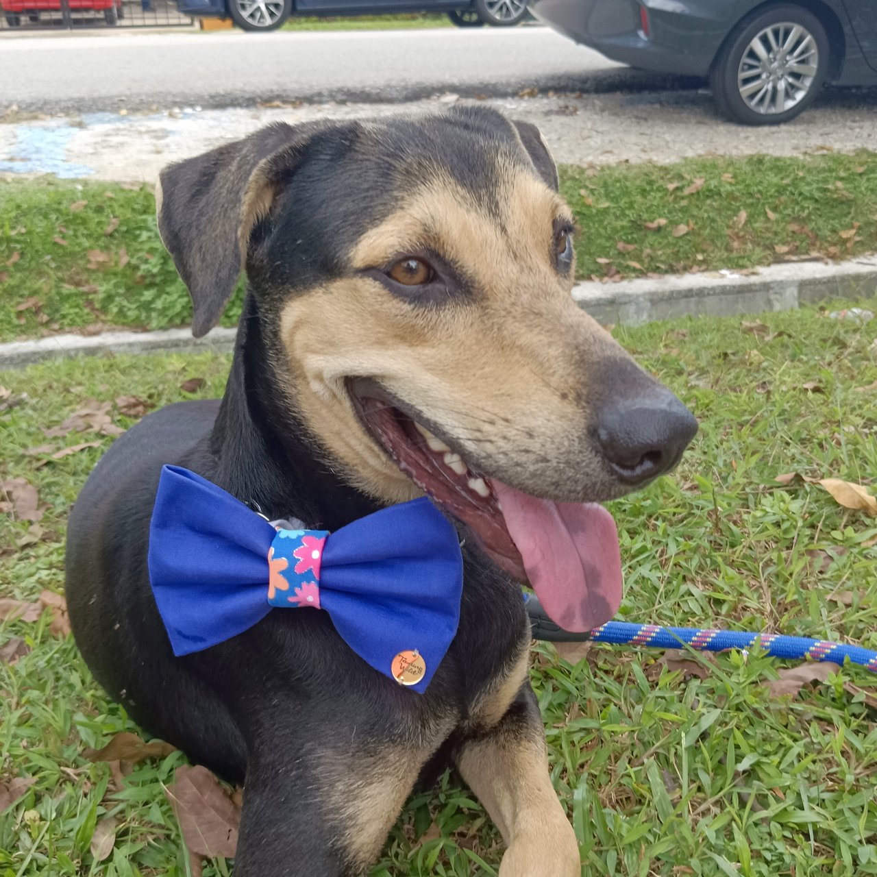 Maddox  - Black and Tan Coonhound Mix Dog