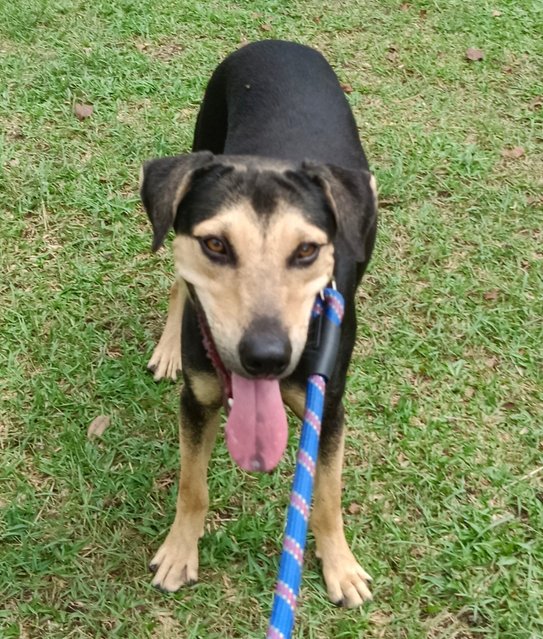 Maddox  - Black and Tan Coonhound Mix Dog