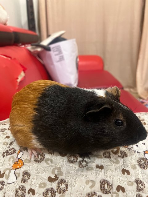 Oo - Guinea Pig Small & Furry