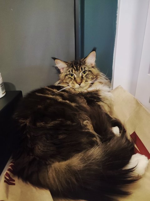 Leo - Maine Coon Cat