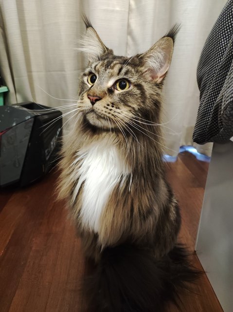 Leo - Maine Coon Cat