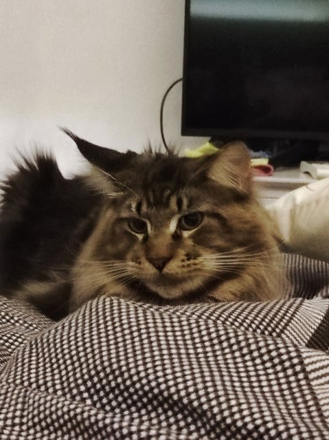 Leo - Maine Coon Cat