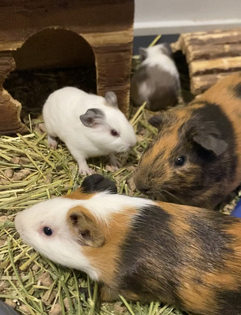 Guinea Pig - American Rabbit