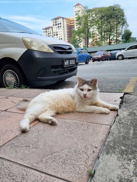 Tina - Domestic Long Hair Cat