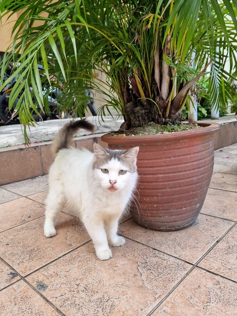 Tina - Domestic Long Hair Cat